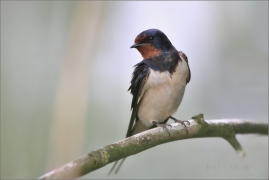 <p>VLAŠTOVKA OBECNÁ (Hirundo rustica) /Barn swallow – Rauchschwalbe/</p>